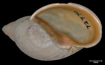 Media type: image;   Malacology 72770 Aspect: apertural